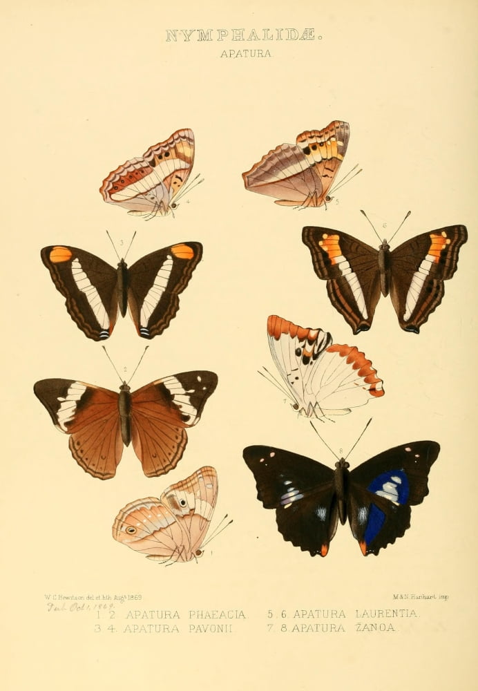 Exotic Butterflies 1866 Apatura Canvas Art - W Chapman Hewitson (24 x 36)