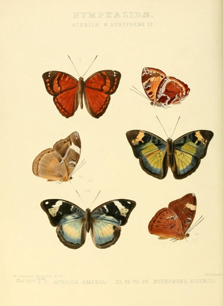 Exotic Butterflies 1866 Aterica 2 Canvas Art - W Chapman Hewitson (18 x 24)