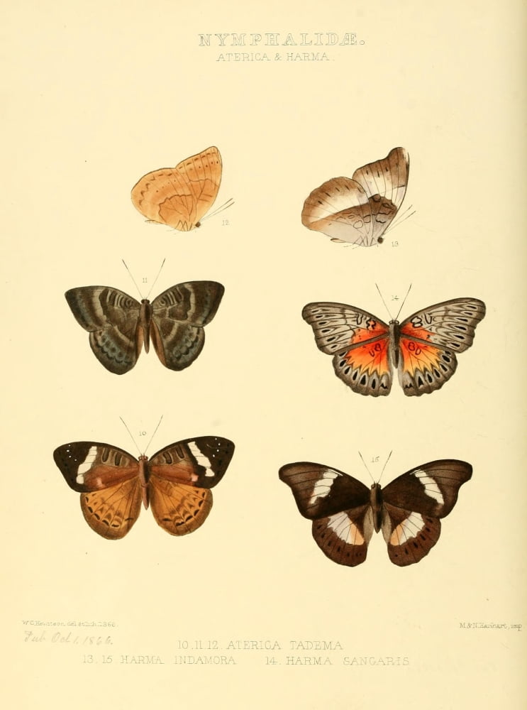 Exotic Butterflies 1866 Aterica & Harma Canvas Art - W Chapman Hewitson (18 x 24)