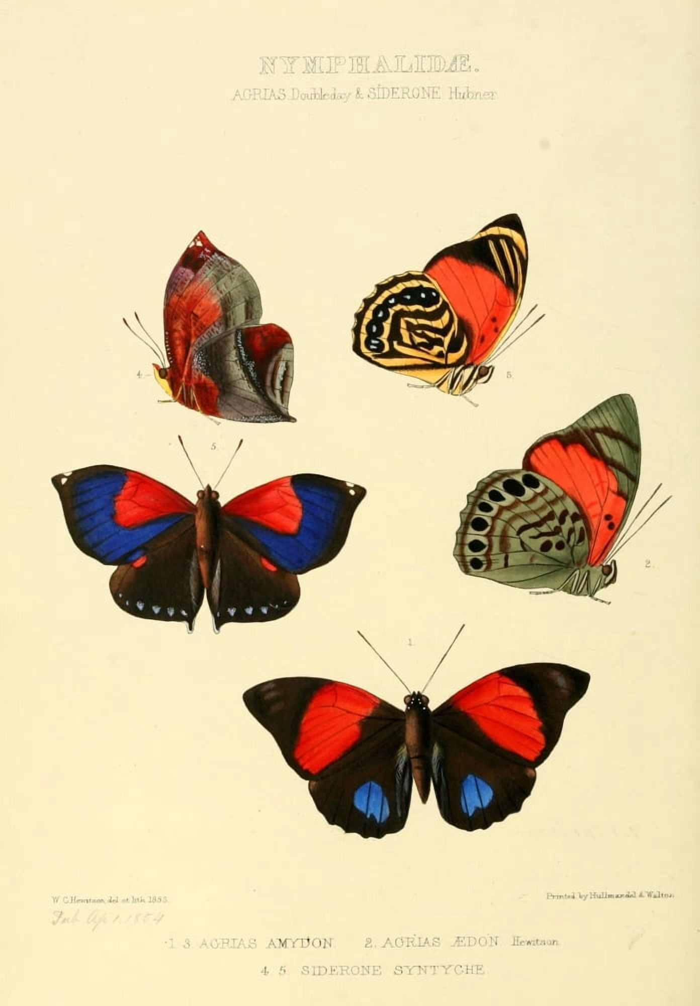 Exotic Butterflies 1866 Aterica & Siderone Canvas Art - W Chapman Hewitson (18 x 24)
