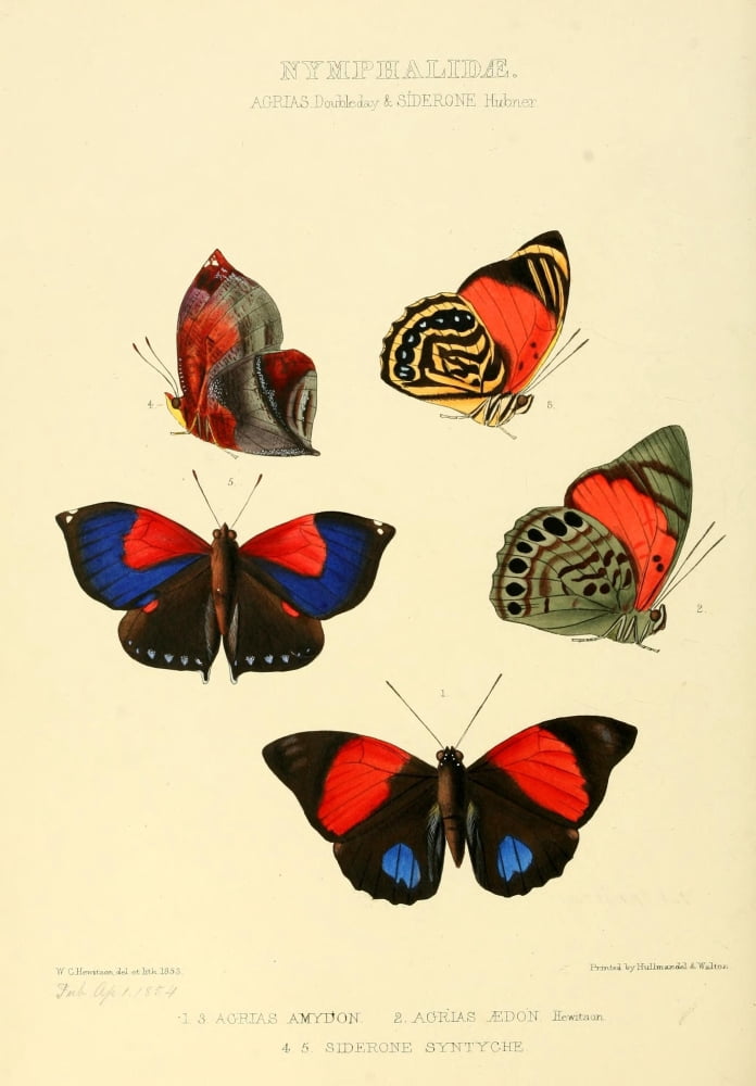 Exotic Butterflies 1866 Aterica & Siderone Canvas Art - W Chapman Hewitson (24 x 36)