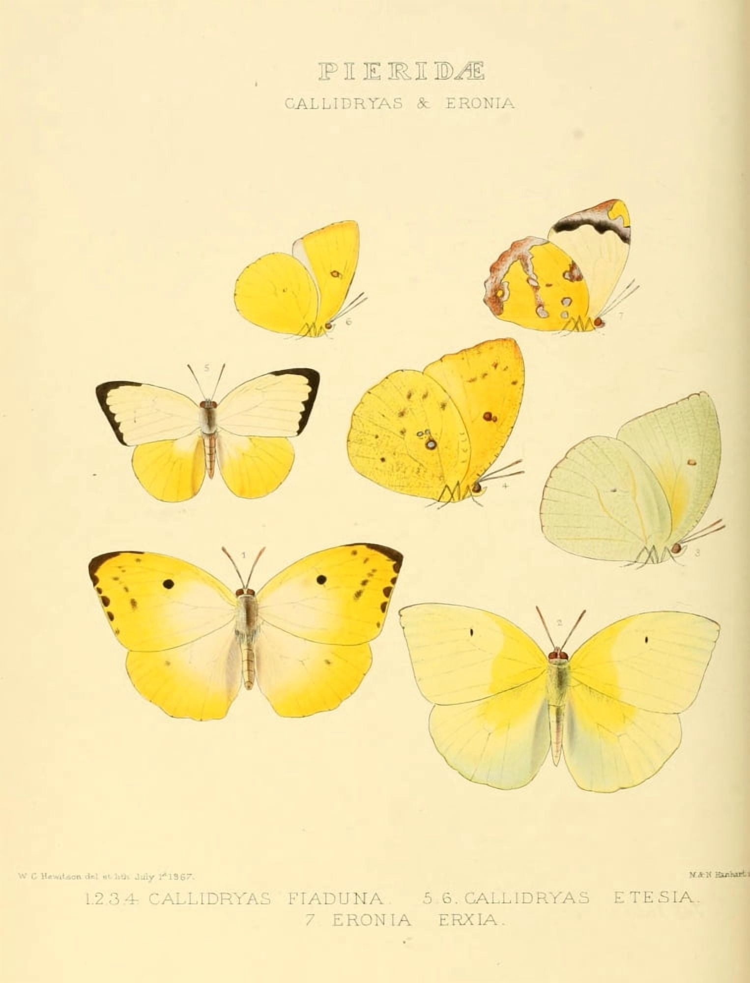 Exotic Butterflies 1866 Callidryas Canvas Art - W Chapman Hewitson (24 x 36)