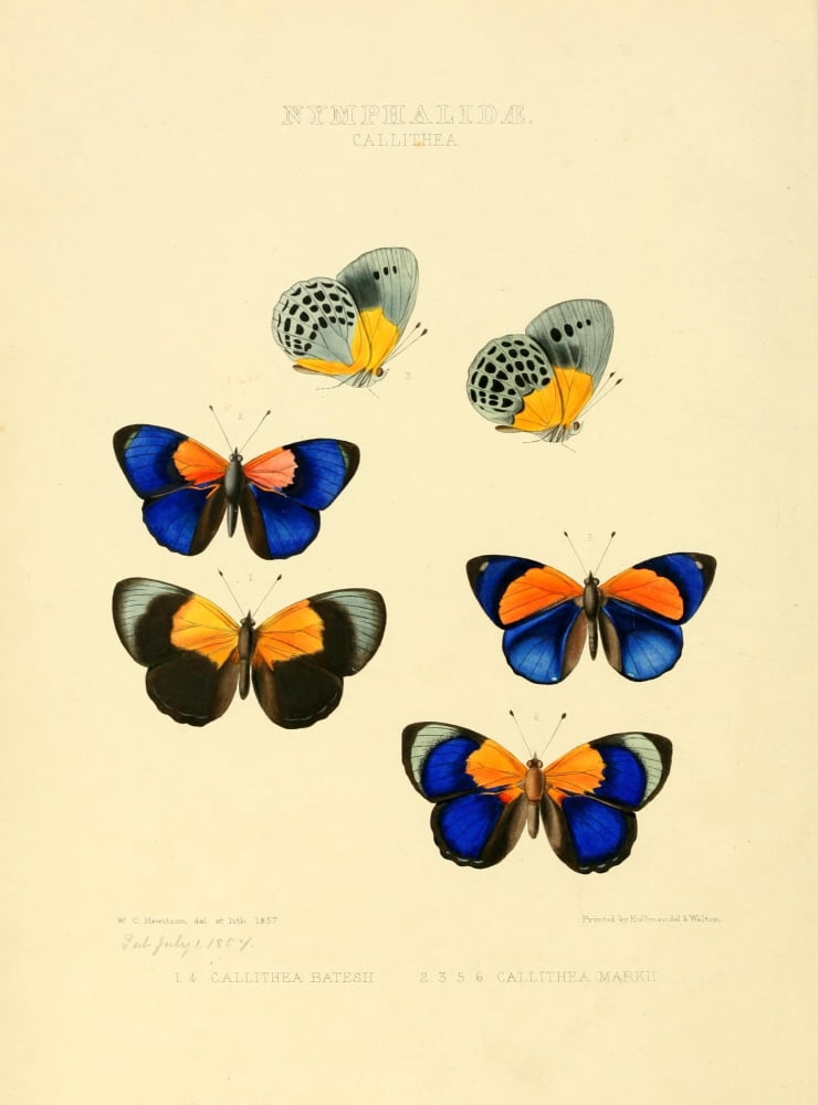 Exotic Butterflies 1866 Callithea 1 Canvas Art - W Chapman Hewitson (18 x 24)