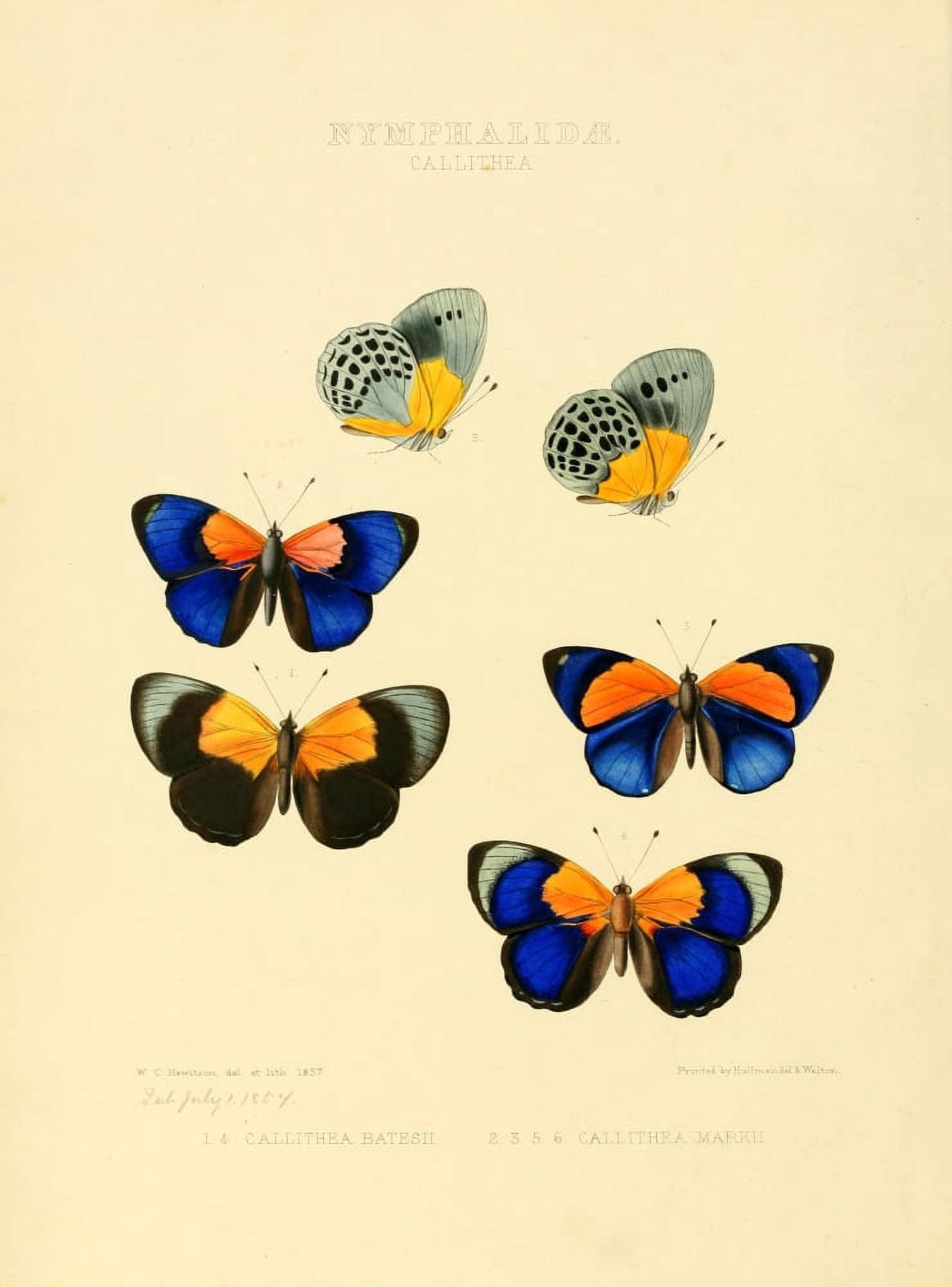 Exotic Butterflies 1866 Callithea 1 Canvas Art - W Chapman Hewitson (24 x 36)