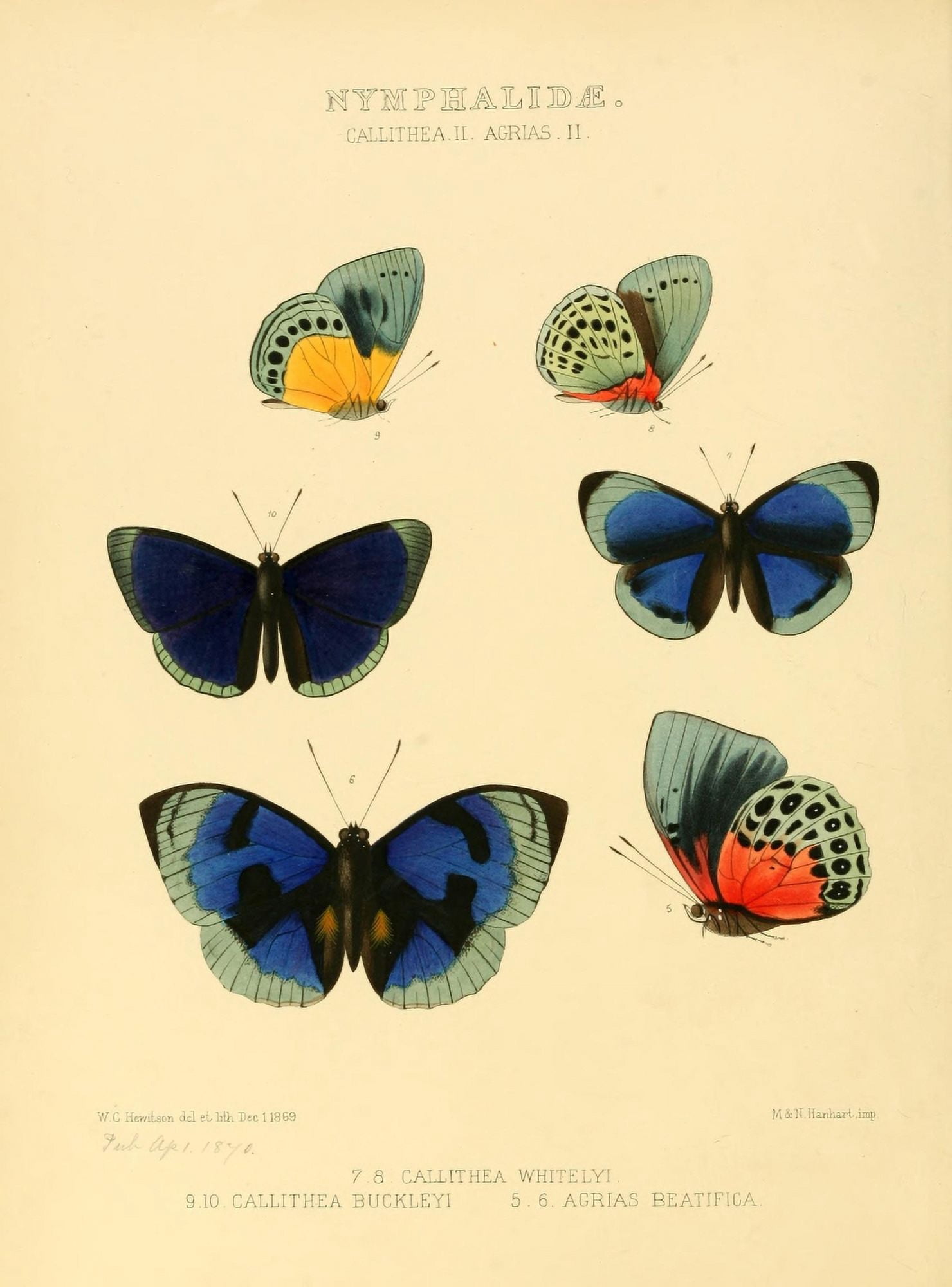 Exotic Butterflies 1866 Callithea 2 Canvas Art - W Chapman Hewitson (18 x 24)