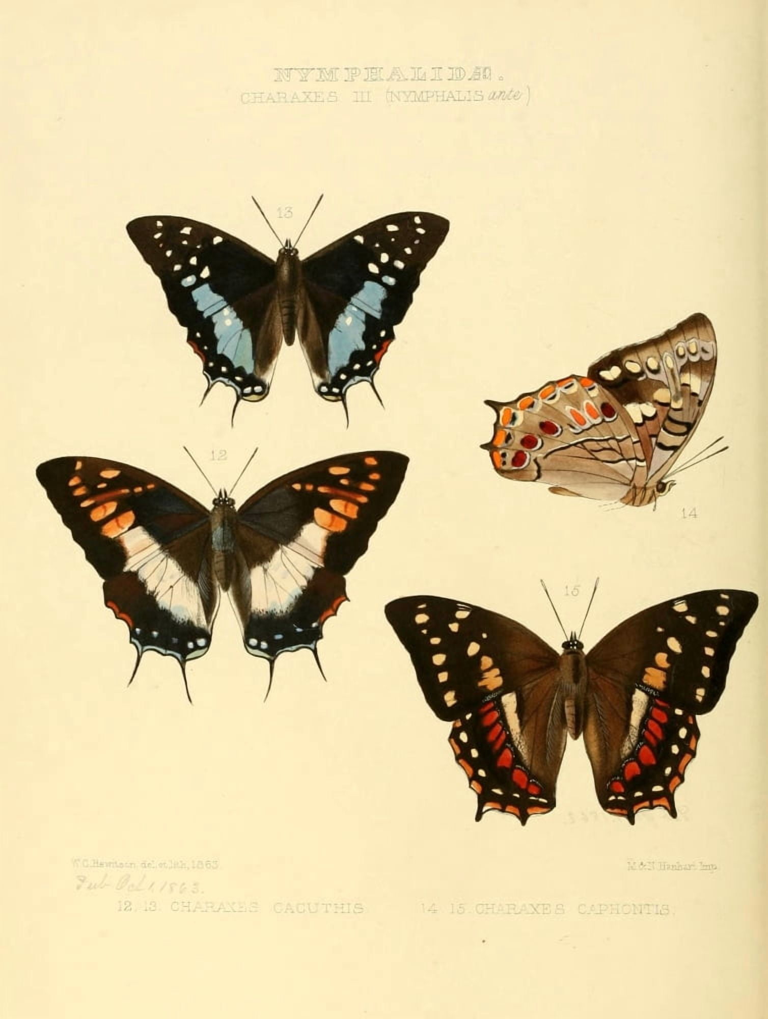 Exotic Butterflies 1866 Charaxes 1 Canvas Art - W Chapman Hewitson (18 x 24)