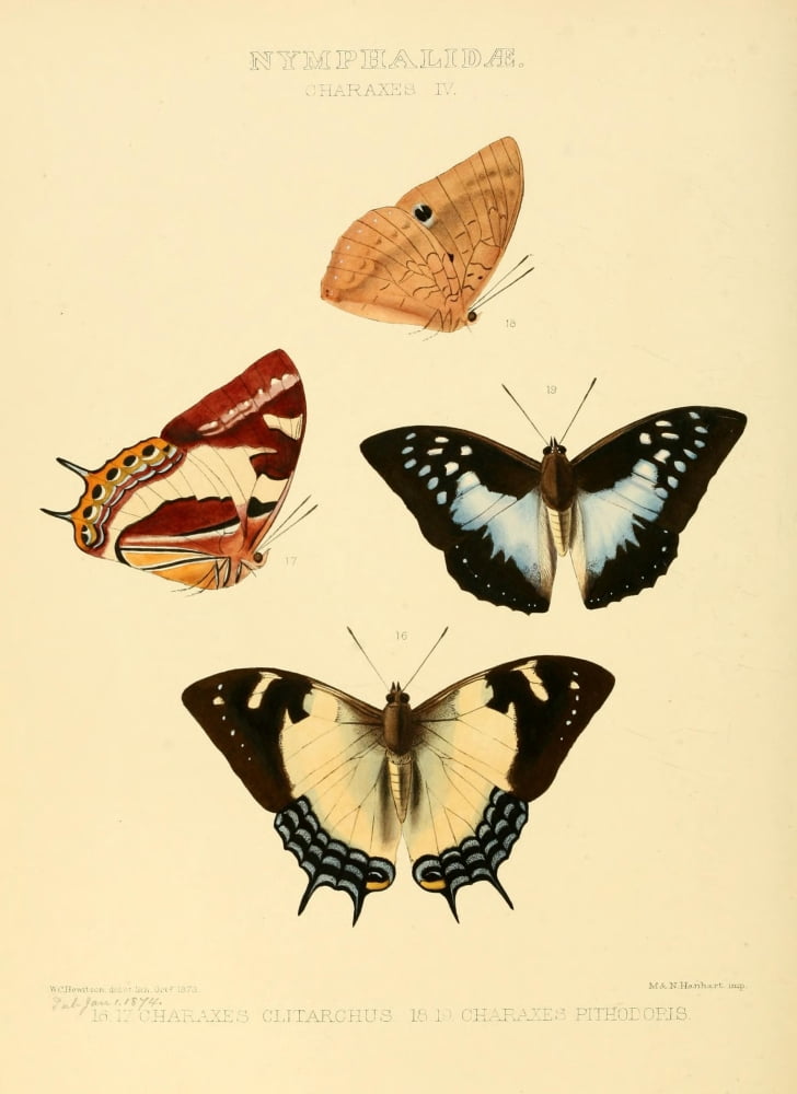Exotic Butterflies 1866 Charaxes 2 Canvas Art - W Chapman Hewitson (18 x 24)