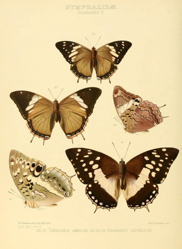 Exotic Butterflies 1866 Charaxes 3 Canvas Art - W Chapman Hewitson (18 x 24)