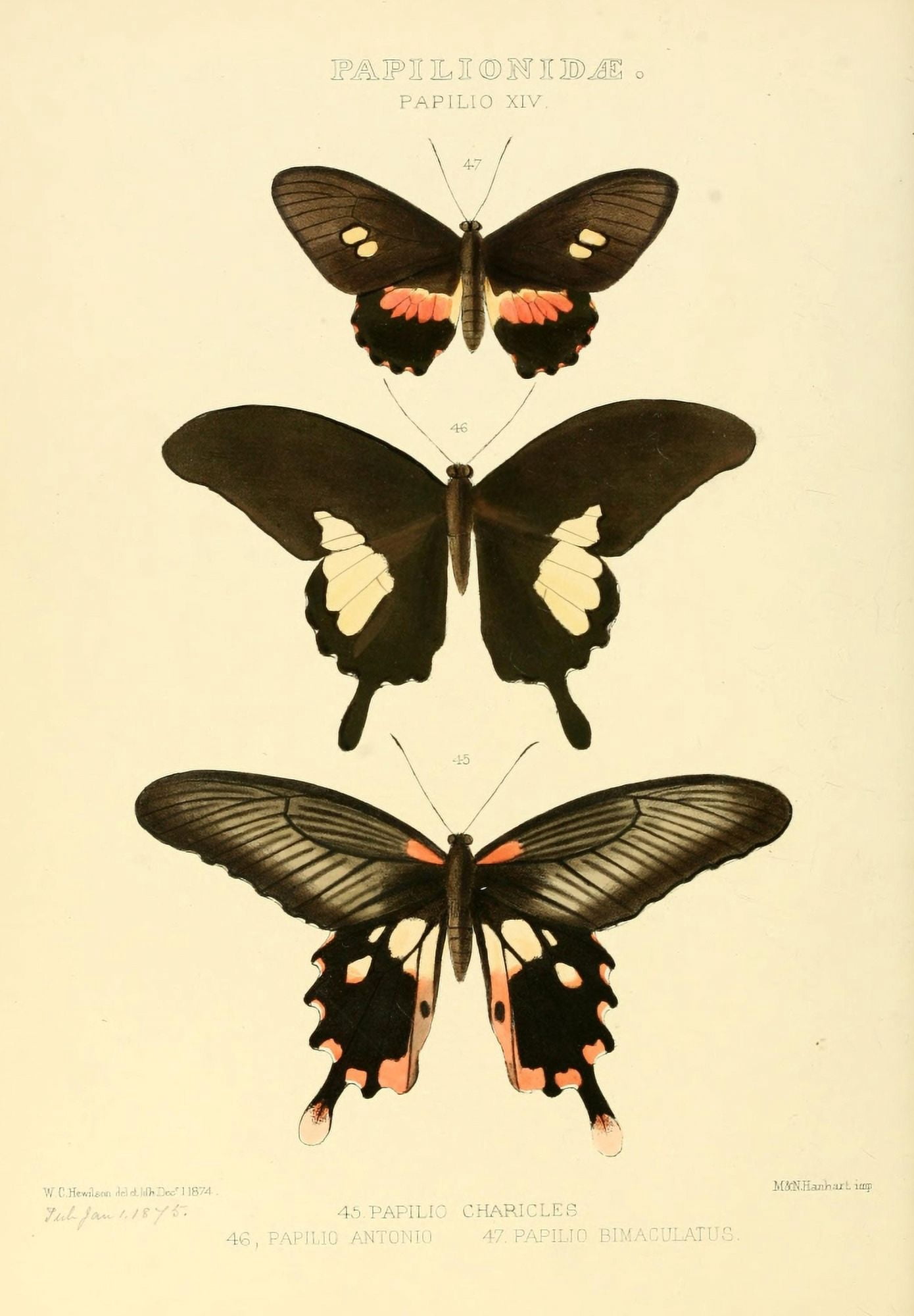 Exotic Butterflies 1866 Charicles Canvas Art - W Chapman Hewitson (18 x 24)