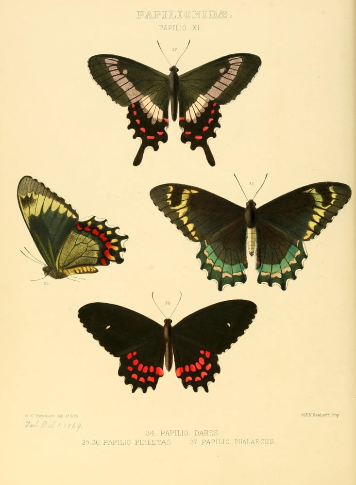 Exotic Butterflies 1866 Dares et al Canvas Art - W Chapman Hewitson (24 x 36)