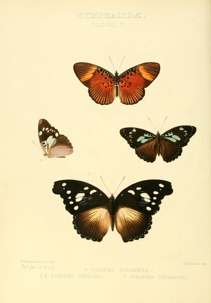 Exotic Butterflies 1866 Diadema 2 Canvas Art - W Chapman Hewitson (18 x 24)
