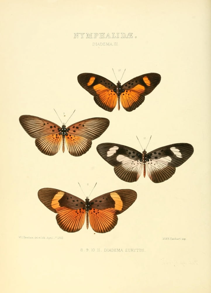Exotic Butterflies 1866 Diadema 3 Canvas Art - W Chapman Hewitson (24 x 36)