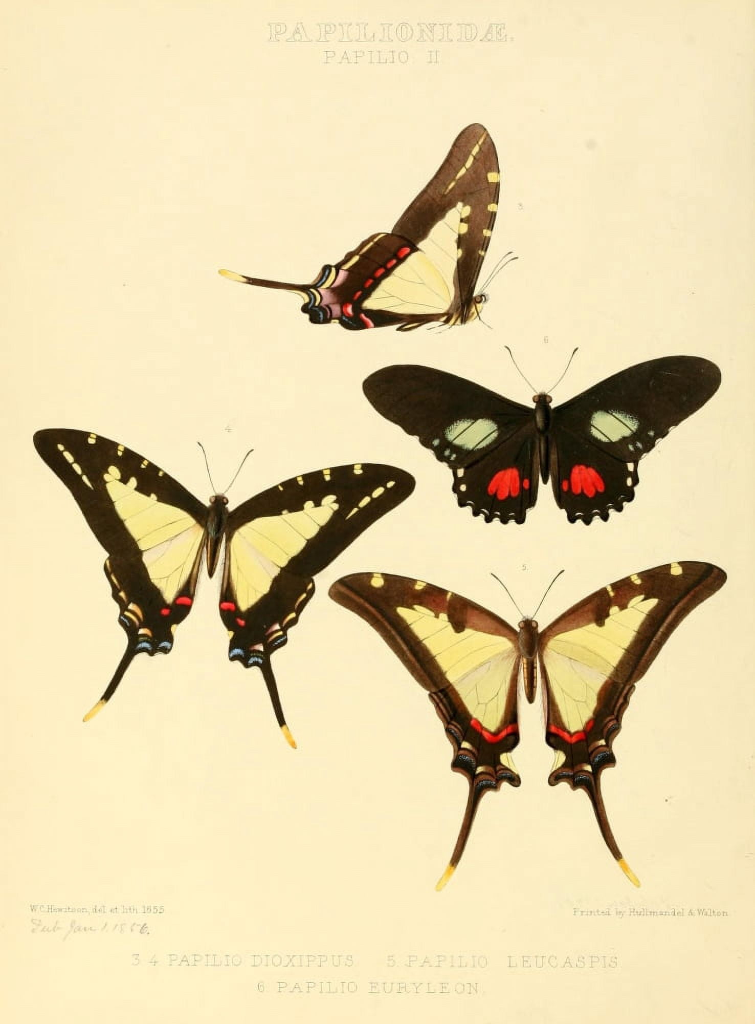 Exotic Butterflies 1866 Dioxippus et al Canvas Art - W Chapman Hewitson (18 x 24)