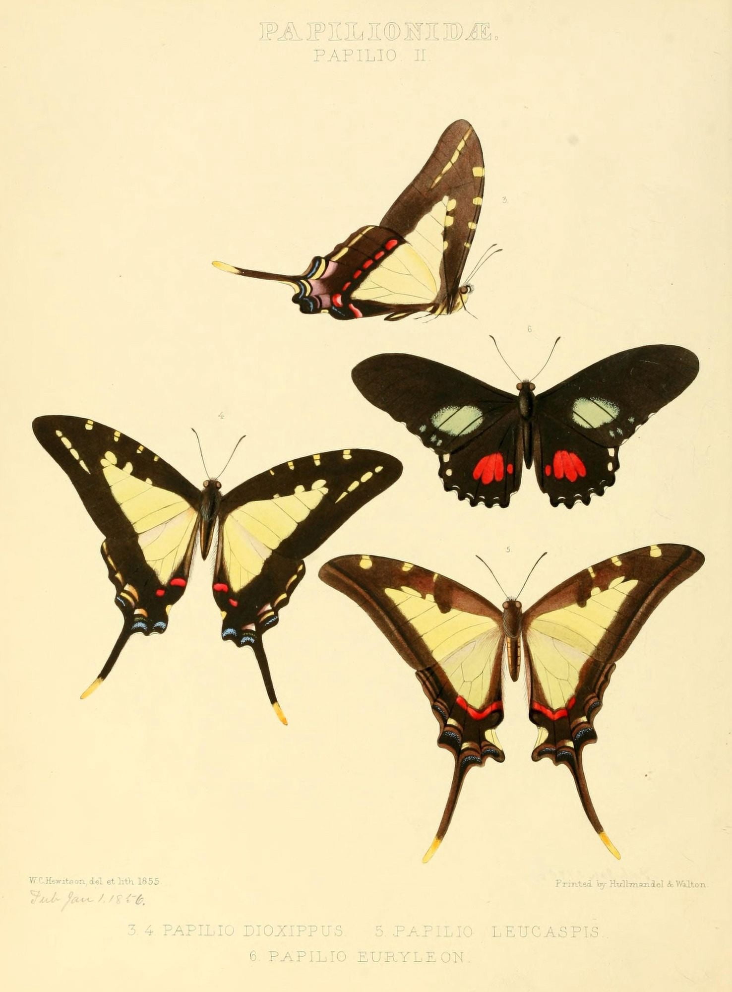 Exotic Butterflies 1866 Dioxippus et al Canvas Art - W Chapman Hewitson (24 x 36)