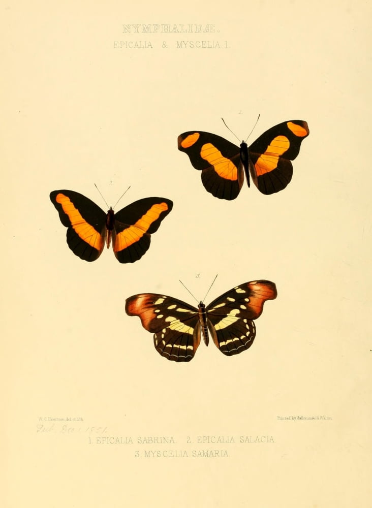 Exotic Butterflies 1866 Epicalea 1 Canvas Art - W Chapman Hewitson (18 x 24)
