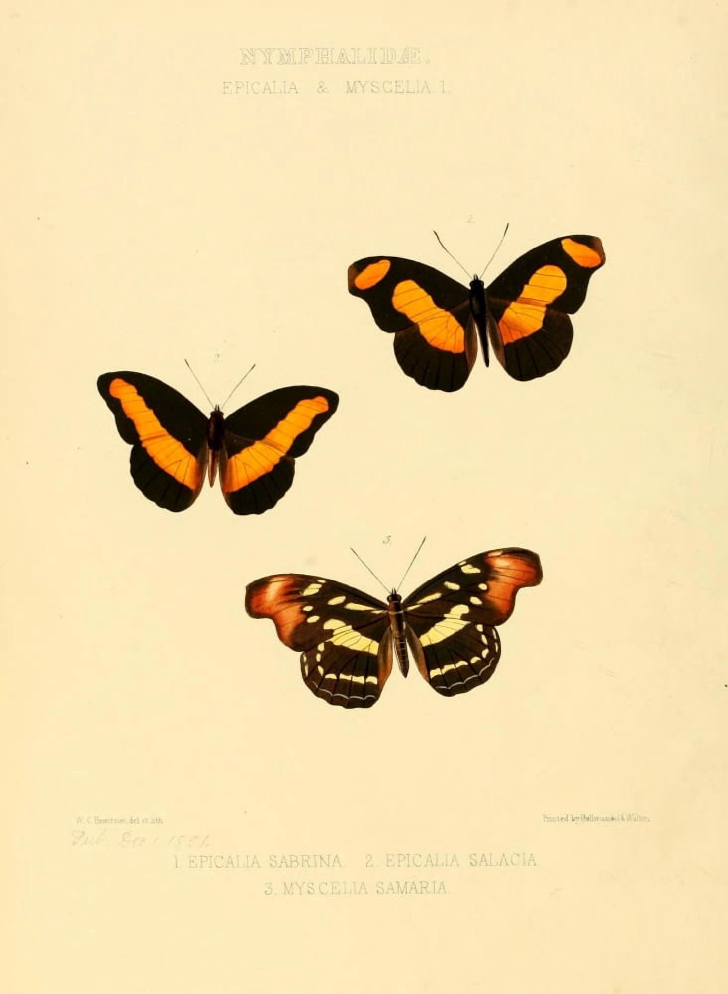 Exotic Butterflies 1866 Epicalea 1 Canvas Art - W Chapman Hewitson (24 x 36)