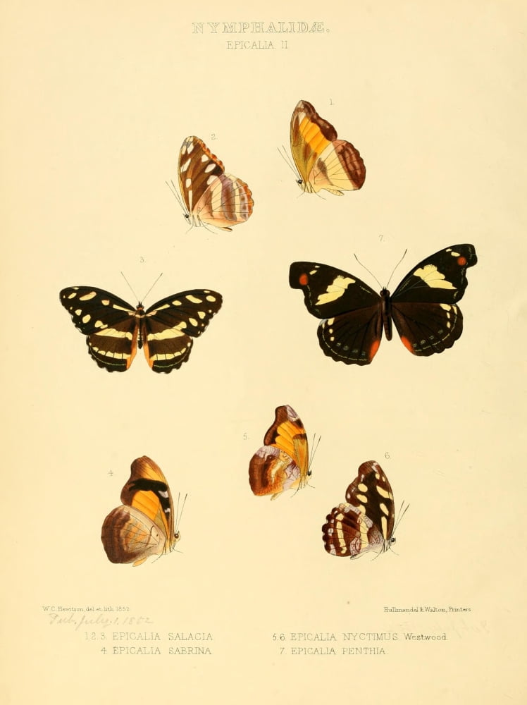 Exotic Butterflies 1866 Epicalea 2 Canvas Art - W Chapman Hewitson (24 x 36)