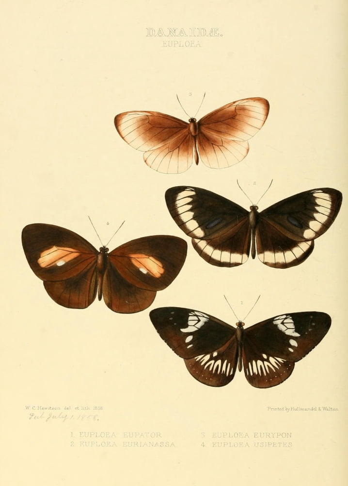 Exotic Butterflies 1866 Euploea 1 Canvas Art - W Chapman Hewitson (18 x 24)