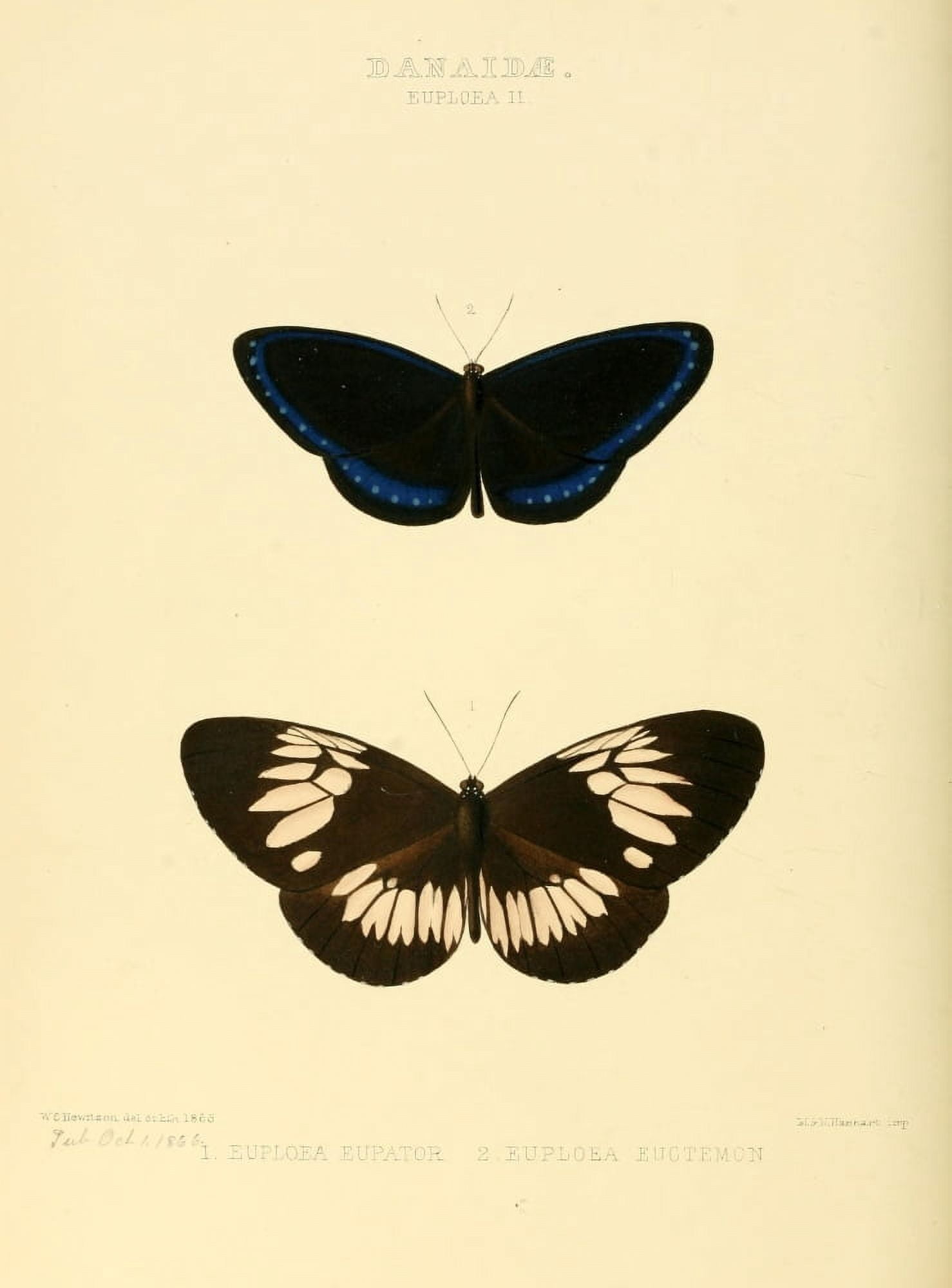 Exotic Butterflies 1866 Euploea 2 Canvas Art - W Chapman Hewitson (24 x 36)