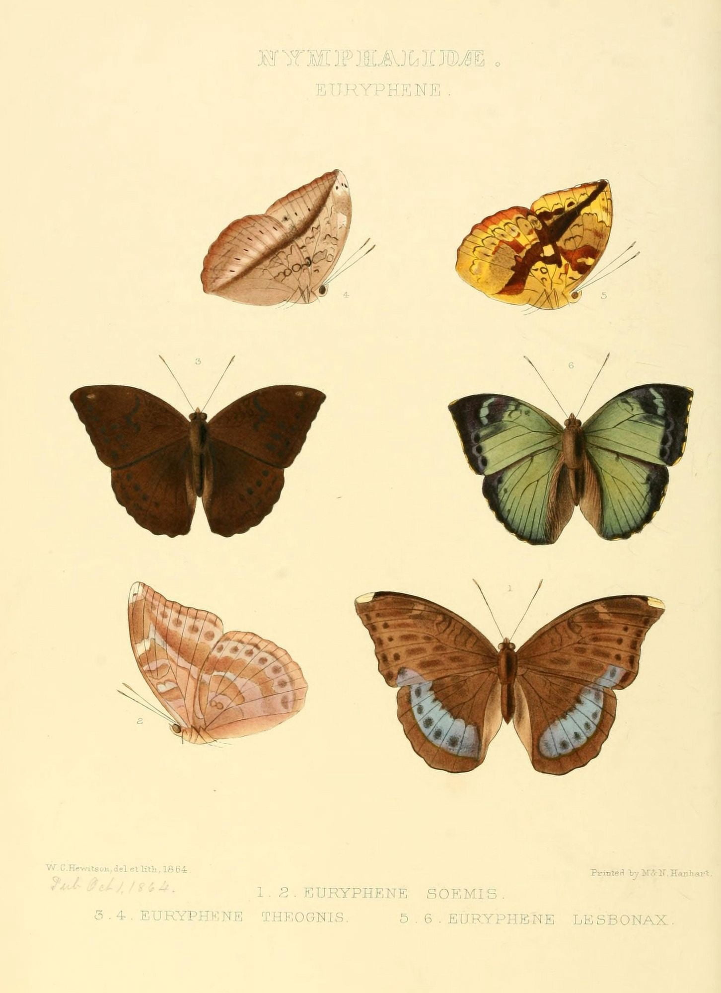 Exotic Butterflies 1866 Euryphene 1 Canvas Art - W Chapman Hewitson (24 x 36)