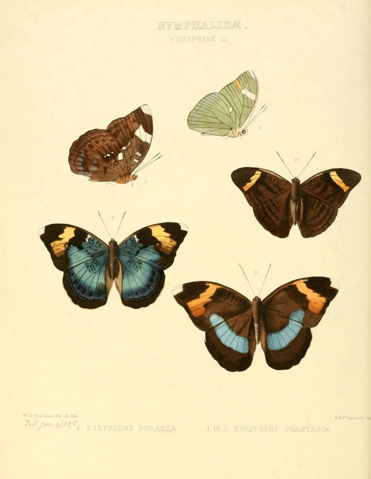 Exotic Butterflies 1866 Euryphene 2 Canvas Art - W Chapman Hewitson (18 x 24)