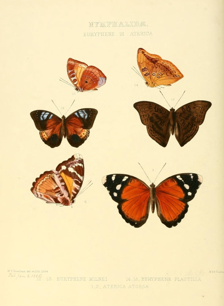 Exotic Butterflies 1866 Euryphene 3 Canvas Art - W Chapman Hewitson (18 x 24)