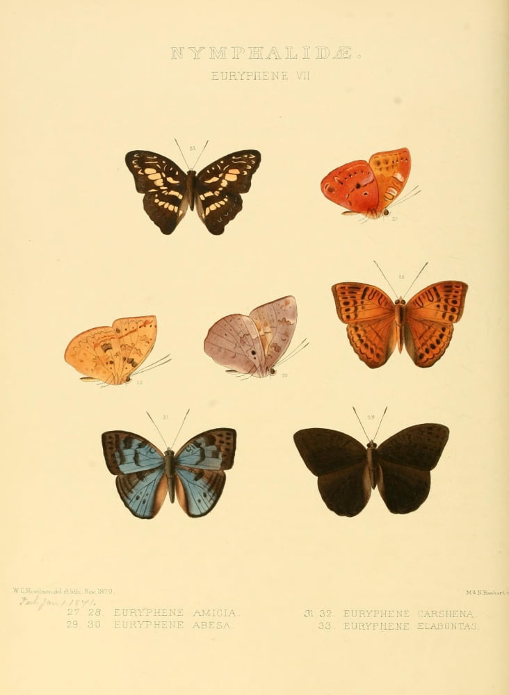 Exotic Butterflies 1866 Euryphene 5 Canvas Art - W Chapman Hewitson (24 x 36)