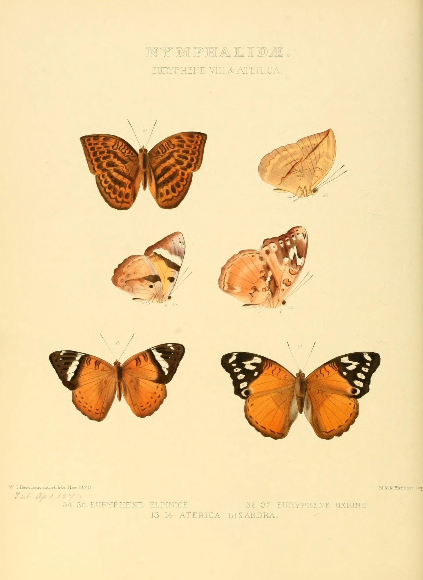 Exotic Butterflies 1866 Euryphene 6 Canvas Art - W Chapman Hewitson (24 x 36)