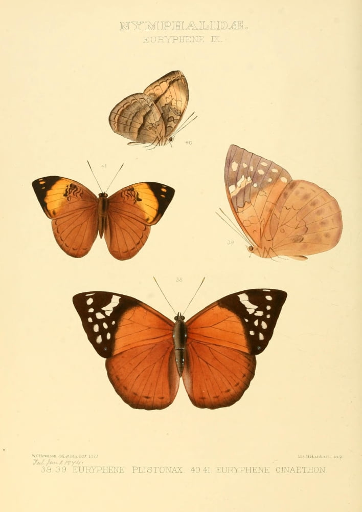 Exotic Butterflies 1866 Euryphene 7 Canvas Art - W Chapman Hewitson (18 x 24)