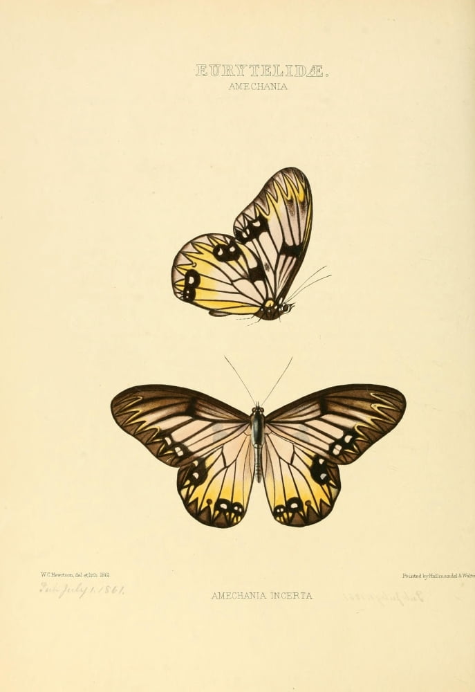 Exotic Butterflies 1866 Eurytelidae Canvas Art - W Chapman Hewitson (24 x 36)