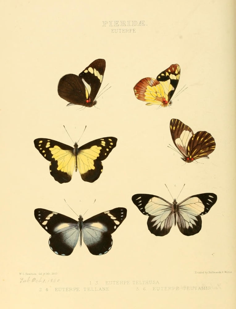 Exotic Butterflies 1866 Euterpe 1 Canvas Art - W Chapman Hewitson (24 x 36)
