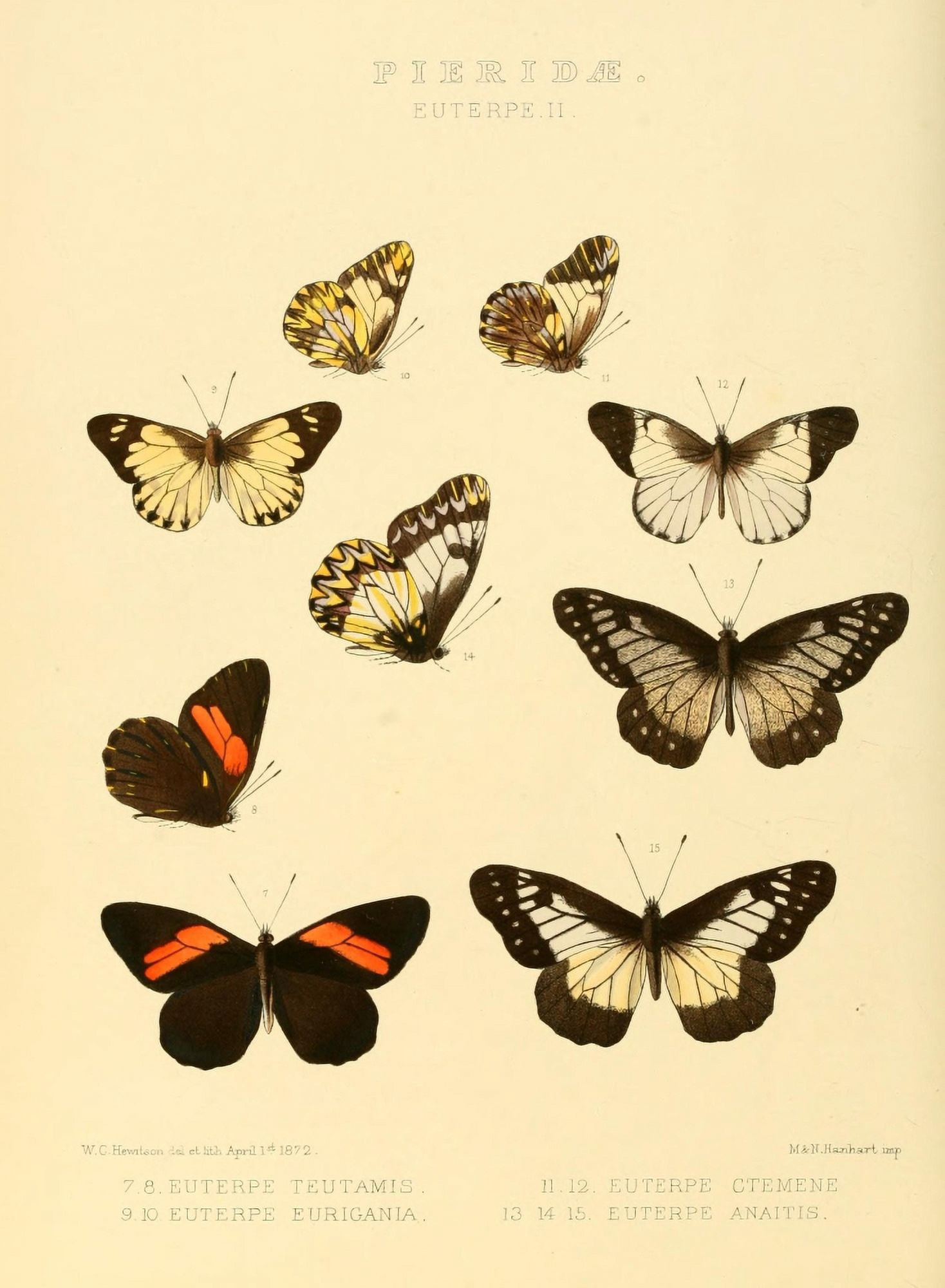 Exotic Butterflies 1866 Euterpe 2 Canvas Art - W Chapman Hewitson (24 x 36)