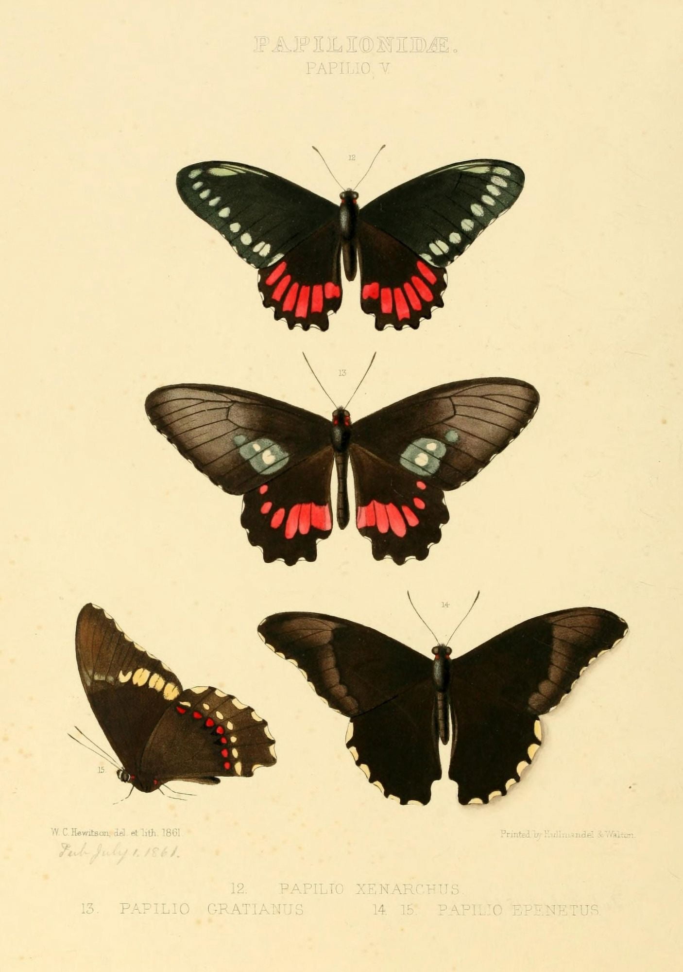 Exotic Butterflies 1866 Gratianus et al Canvas Art - W Chapman Hewitson (18 x 24)