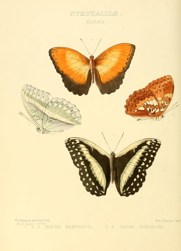 Exotic Butterflies 1866 Harma 1 Canvas Art - W Chapman Hewitson (18 x 24)