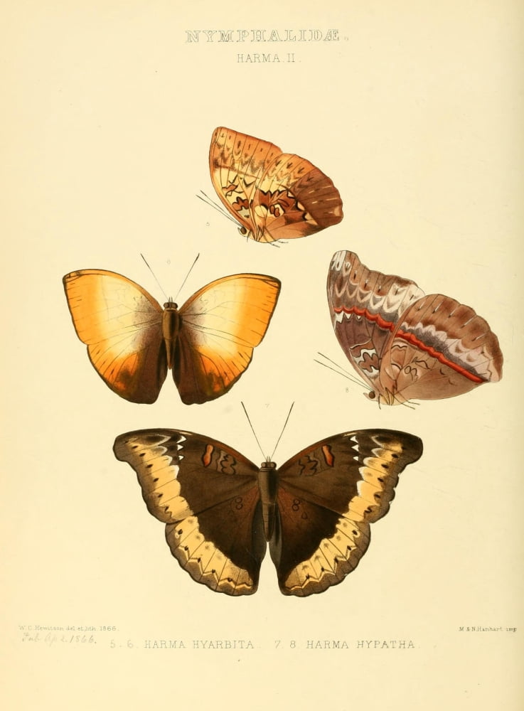 Exotic Butterflies 1866 Harma 2 Canvas Art - W Chapman Hewitson (18 x 24)