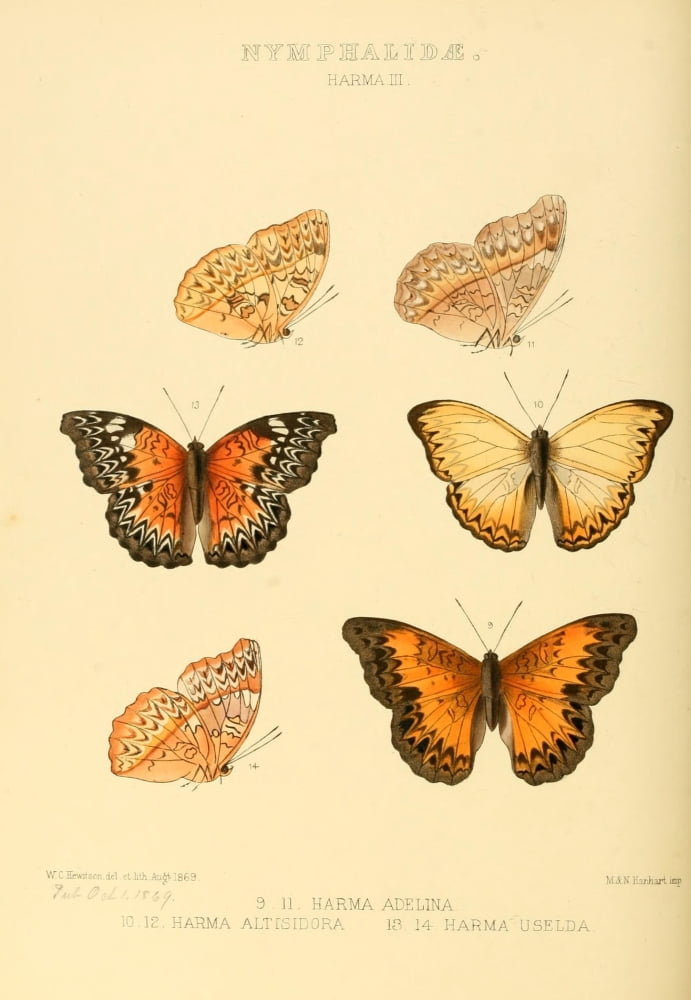 Exotic Butterflies 1866 Harma 3 Canvas Art - W Chapman Hewitson (24 x 36)