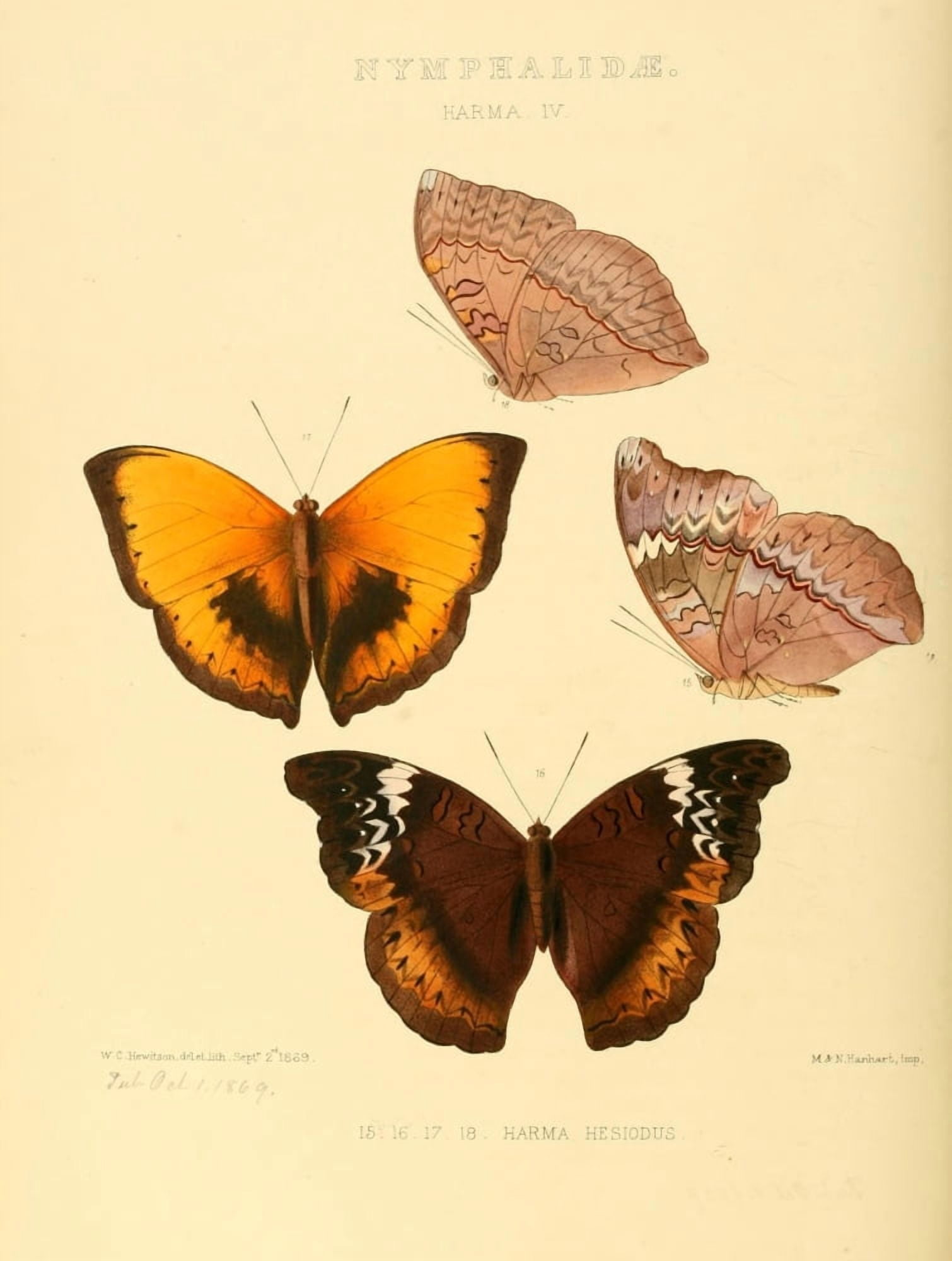 Exotic Butterflies 1866 Harma 4 Canvas Art - W Chapman Hewitson (18 x 24)