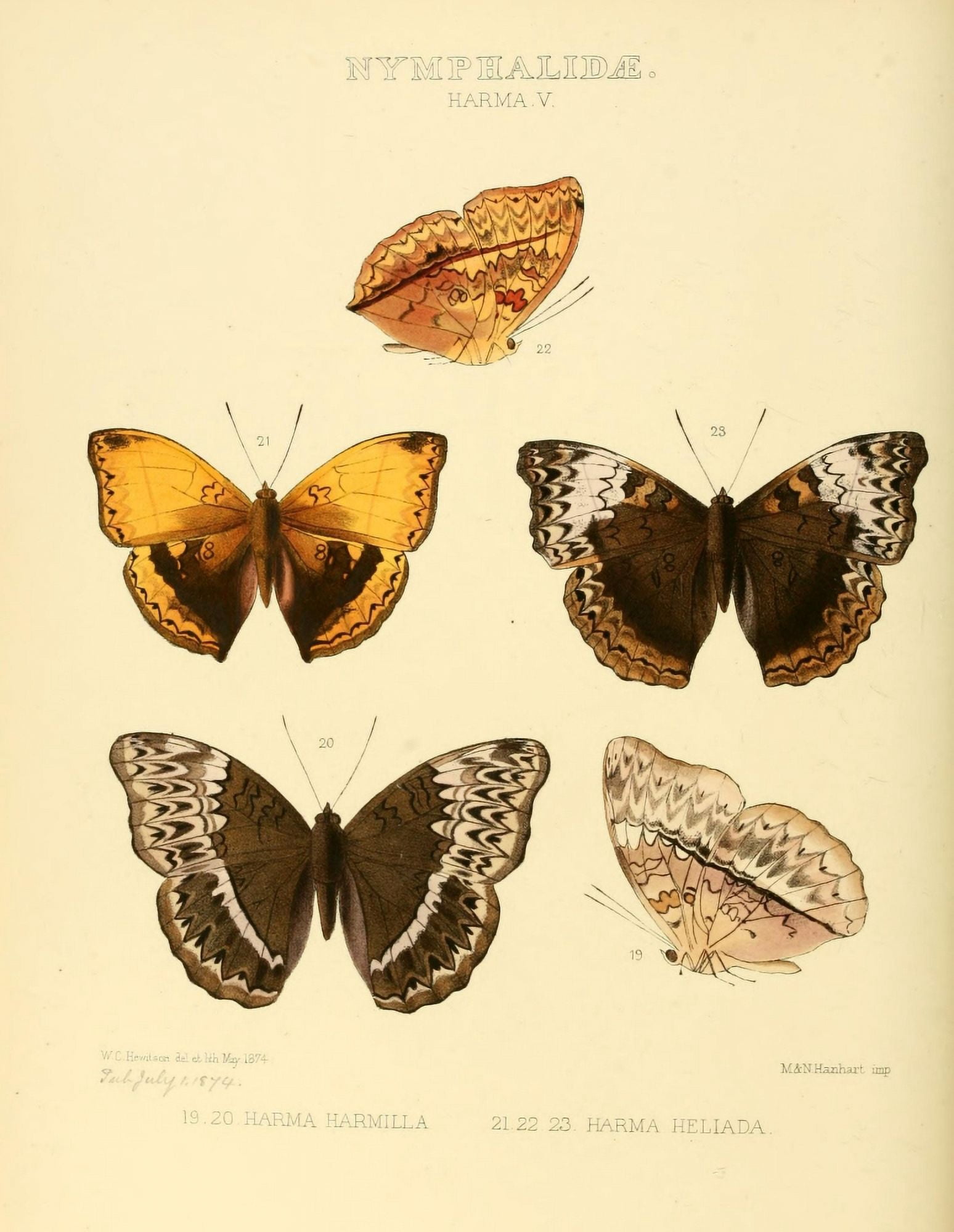 Exotic Butterflies 1866 Harma 5 Canvas Art - W Chapman Hewitson (24 x 36)