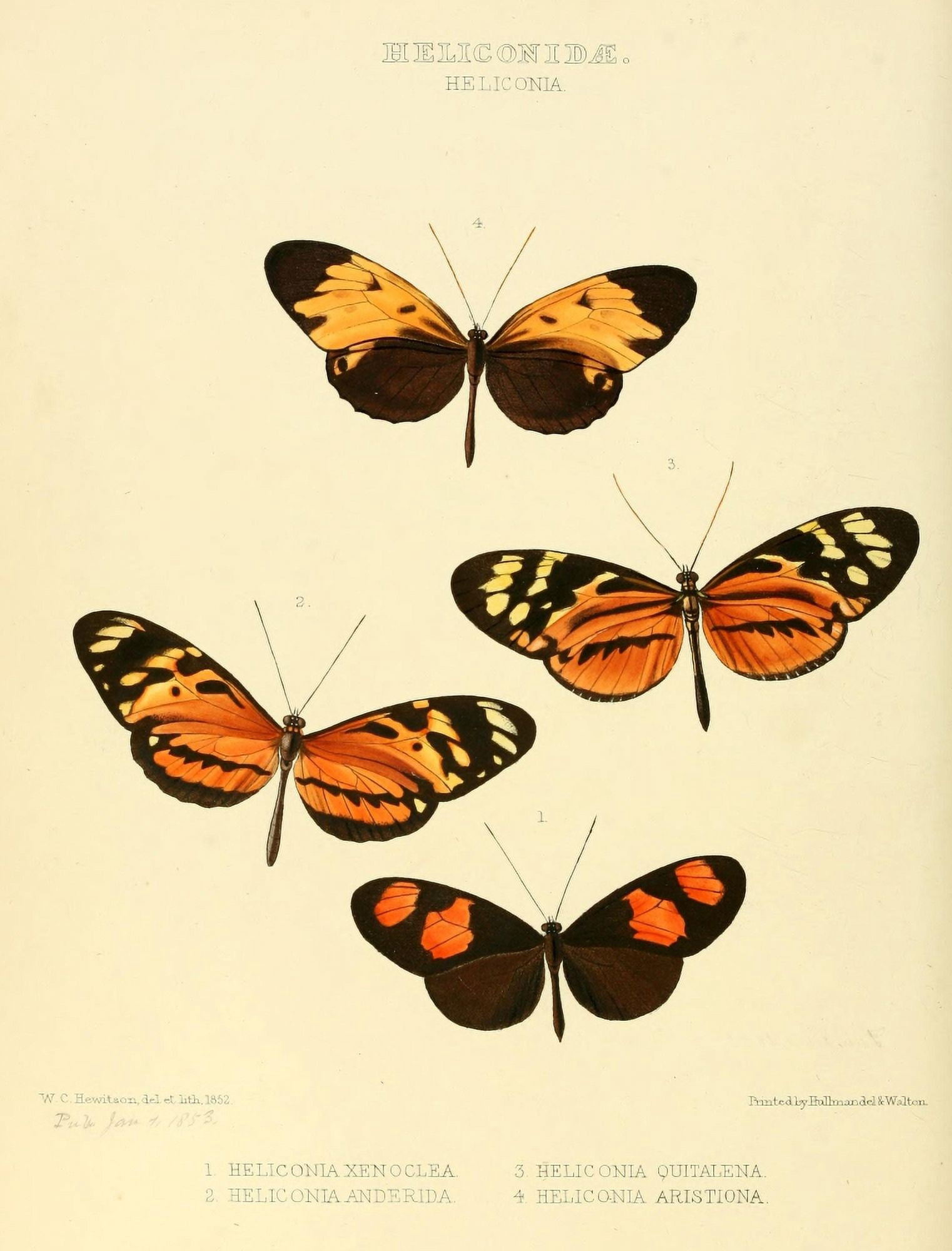 Exotic Butterflies 1866 Heliconia 1 Canvas Art - W Chapman Hewitson (24 x 36)