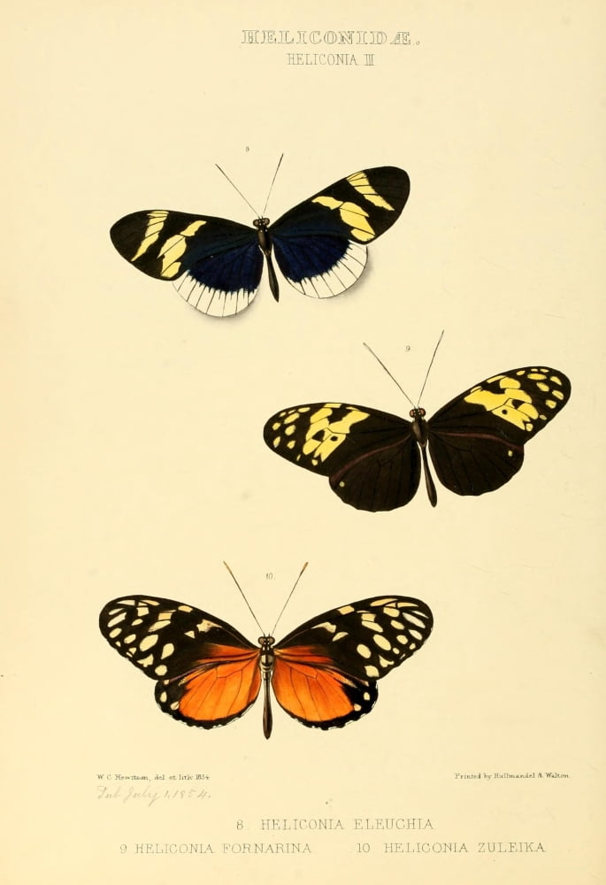 Exotic Butterflies 1866 Heliconia 2 Canvas Art - W Chapman Hewitson (24 x 36)