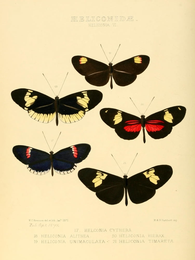 Exotic Butterflies 1866 Heliconia 3 Canvas Art - W Chapman Hewitson (24 x 36)
