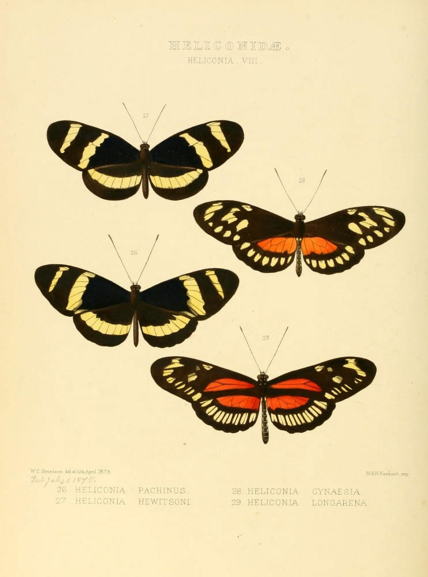 Exotic Butterflies 1866 Heliconia 4 Canvas Art - W Chapman Hewitson (18 x 24)