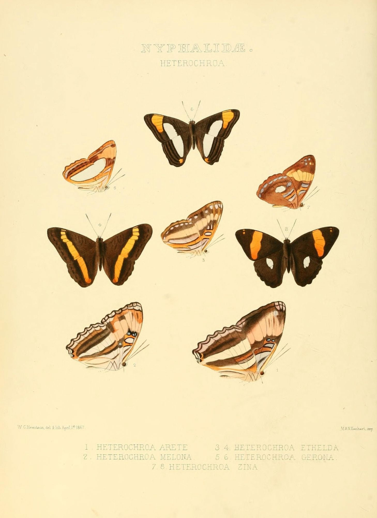 Exotic Butterflies 1866 Heterochroa Canvas Art - W Chapman Hewitson (18 x 24)