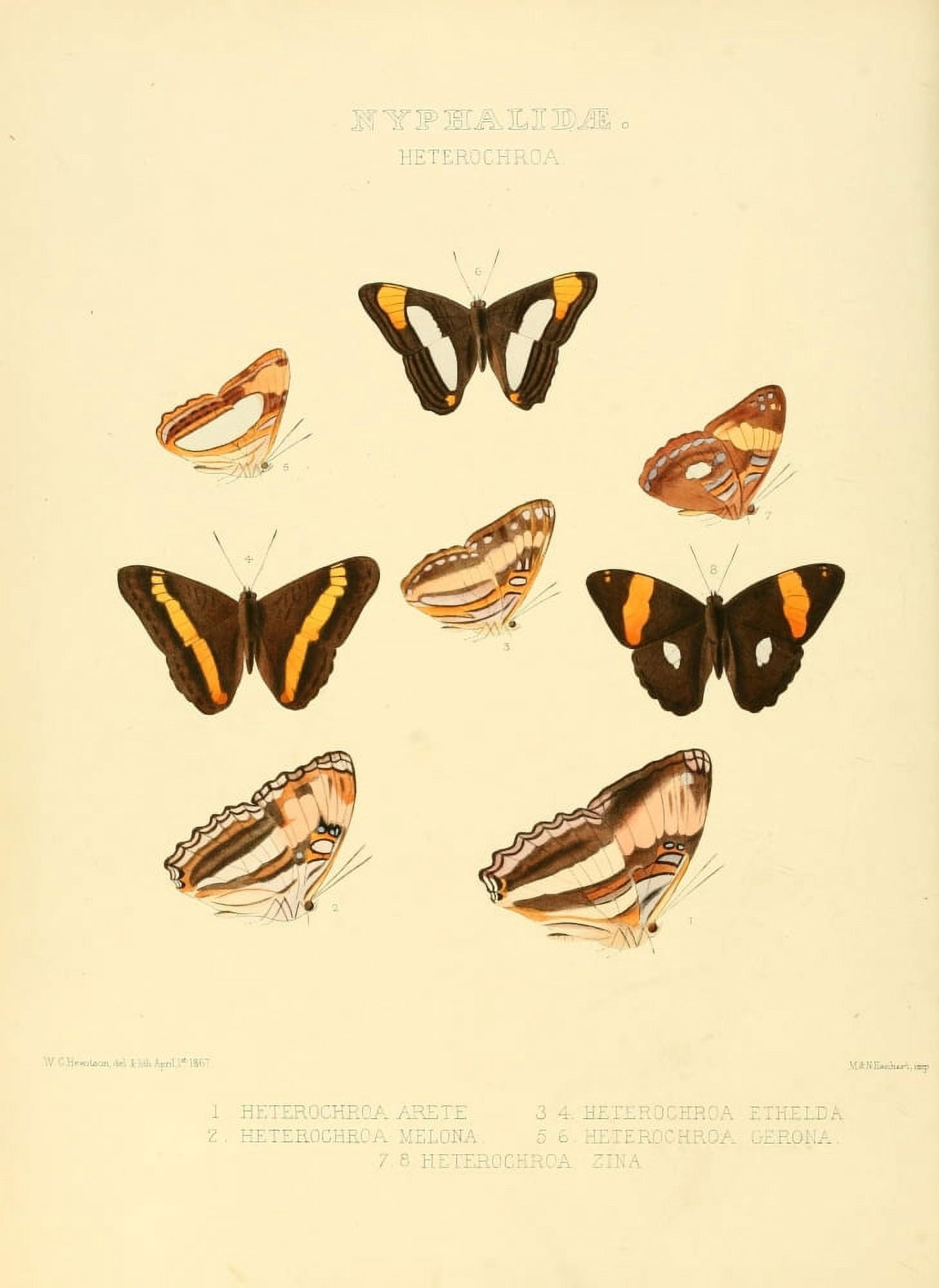 Exotic Butterflies 1866 Heterochroa Canvas Art - W Chapman Hewitson (24 x 36)