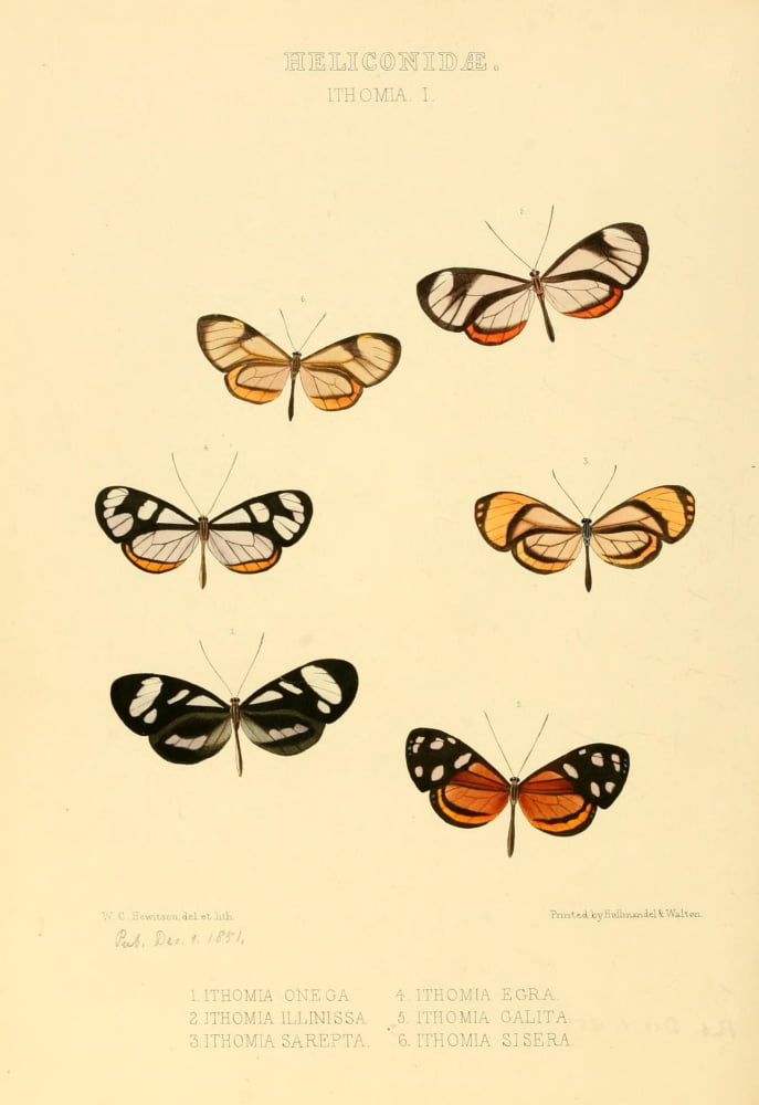 Exotic Butterflies 1866 Ithoma 1 Canvas Art - W Chapman Hewitson (24 x 36)