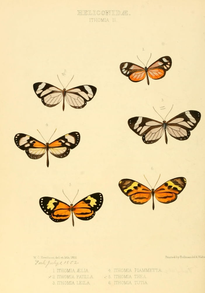 Exotic Butterflies 1866 Ithoma 2 Canvas Art - W Chapman Hewitson (24 x 36)