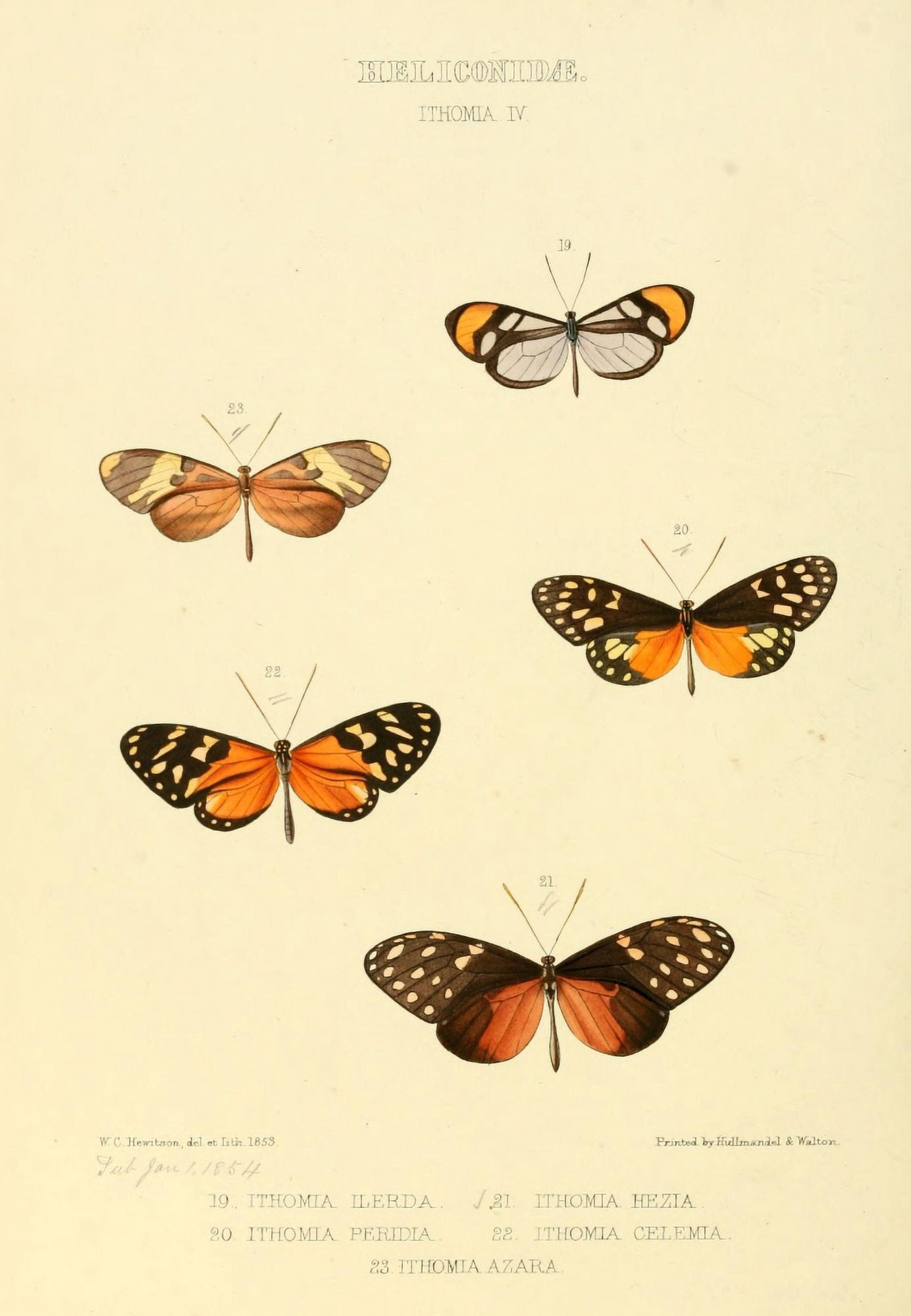 Exotic Butterflies 1866 Ithoma 4 Canvas Art - W Chapman Hewitson (18 x 24)