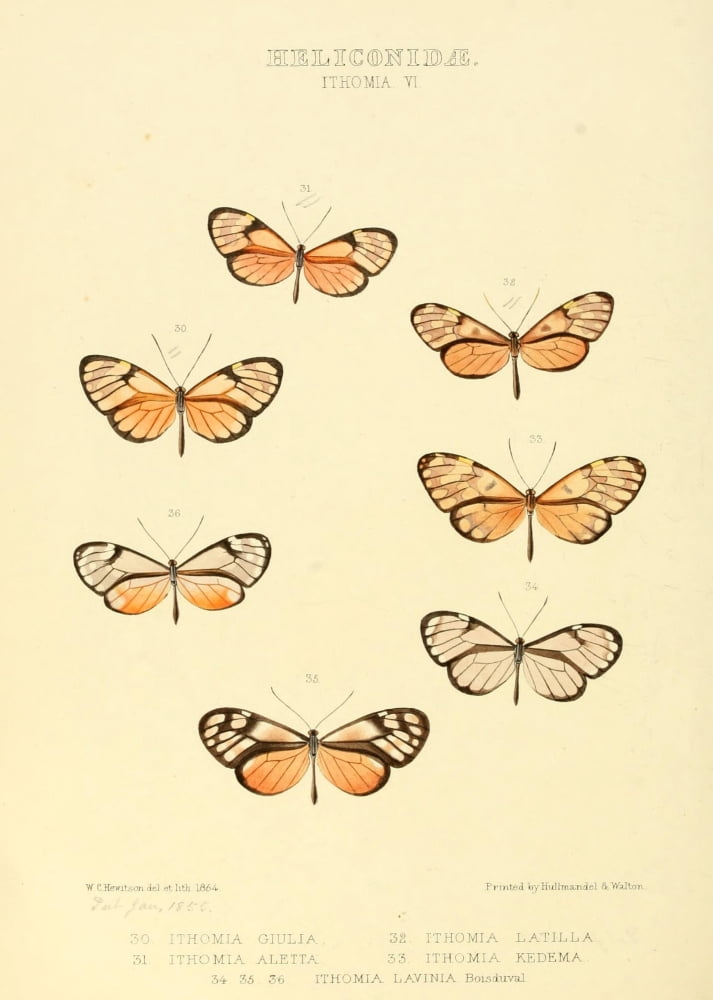 Exotic Butterflies 1866 Ithoma 5 Canvas Art - W Chapman Hewitson (18 x 24)