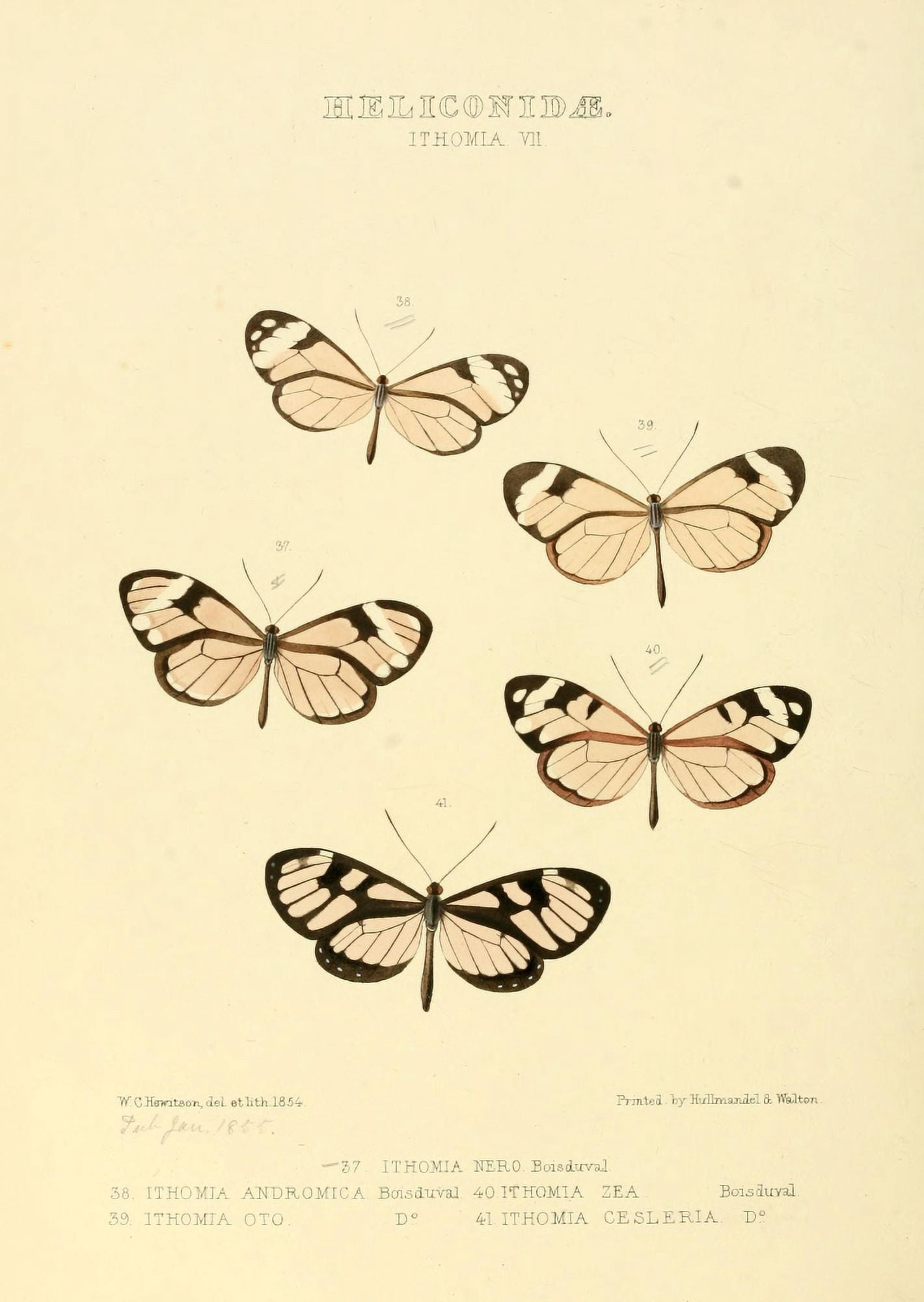 Exotic Butterflies 1866 Ithoma 6 Canvas Art - W Chapman Hewitson (18 x 24)