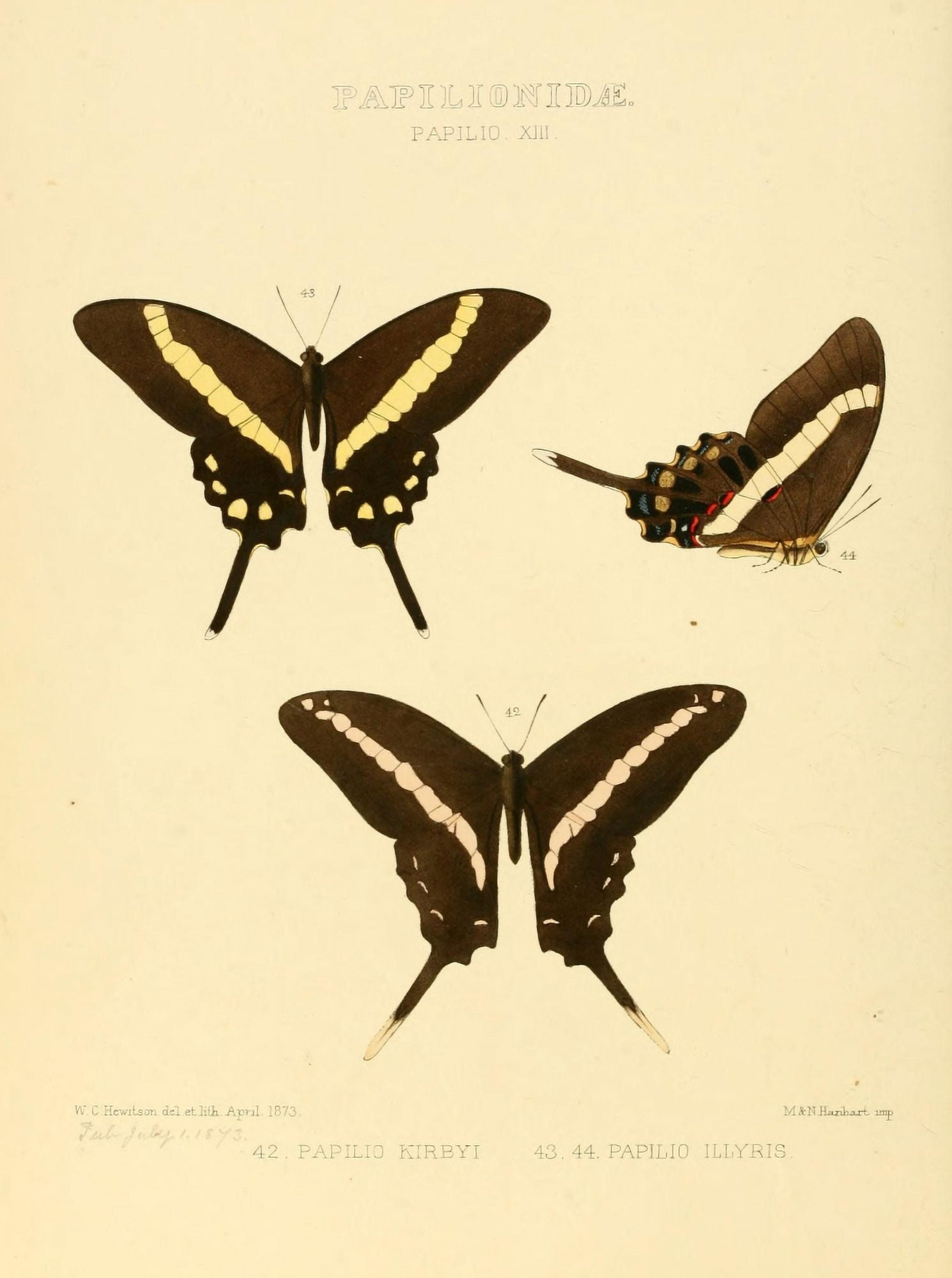 Exotic Butterflies 1866 Kirbyi et al Canvas Art - W Chapman Hewitson (24 x 36)